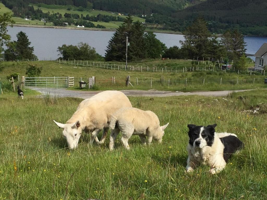 Torran B & B Ullapool Esterno foto